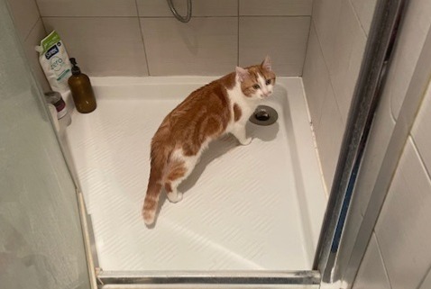 Vermisstmeldung Katze Männliche , 1 jahre Saron-sur-Aube Frankreich
