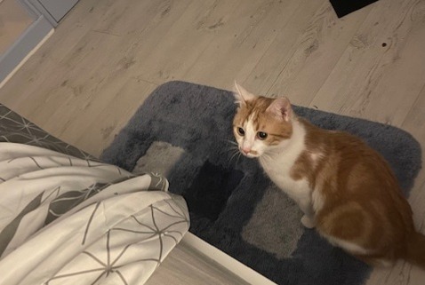 Vermisstmeldung Katze Männliche , 1 jahre Saron-sur-Aube Frankreich