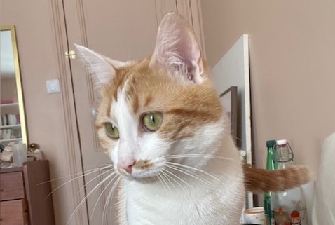 Vermisstmeldung Katze Männliche , 1 jahre Saron-sur-Aube Frankreich