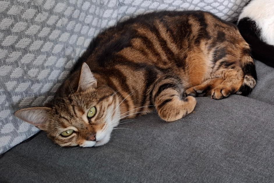 Vermisstmeldung Katze rassenmischung  Weiblich , 7 jahre Châteauneuf-sur-Isère Frankreich
