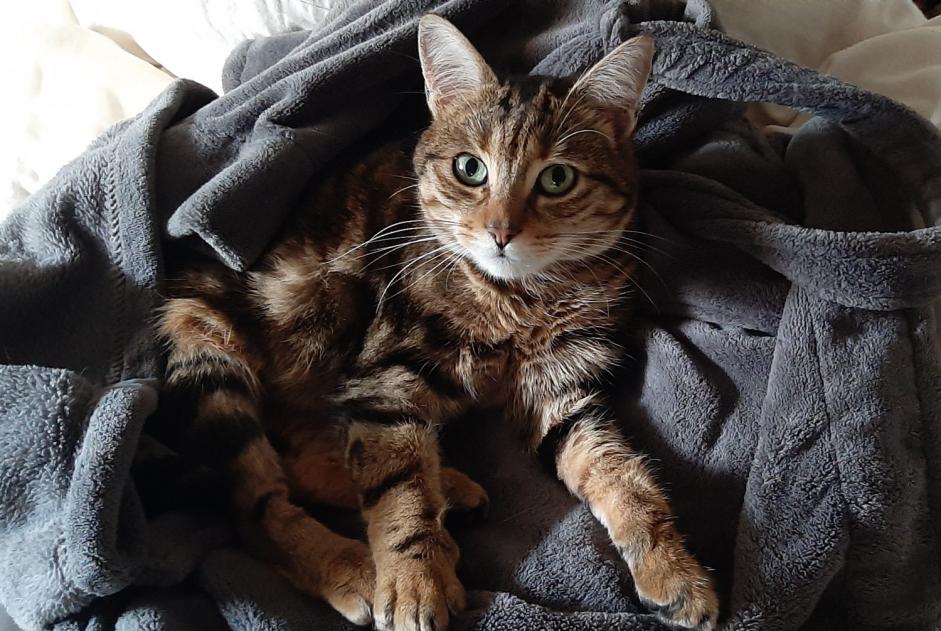 Vermisstmeldung Katze rassenmischung  Weiblich , 7 jahre Châteauneuf-sur-Isère Frankreich