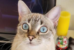 Vermisstmeldung Katze rassenmischung  Weiblich , 1 jahre Sourzac Frankreich