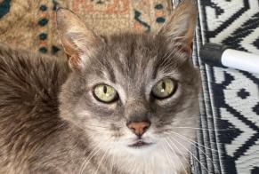 Fundmeldung Katze Männliche Moëlan-sur-Mer Frankreich