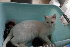 Vermisstmeldung Katze Männliche , 2 jahre Trouhans Frankreich