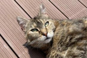 Vermisstmeldung Katze Weiblich , 8 jahre Saint-Palais Frankreich