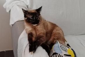 Vermisstmeldung Katze rassenmischung  Weiblich , 2 jahre Alès Frankreich