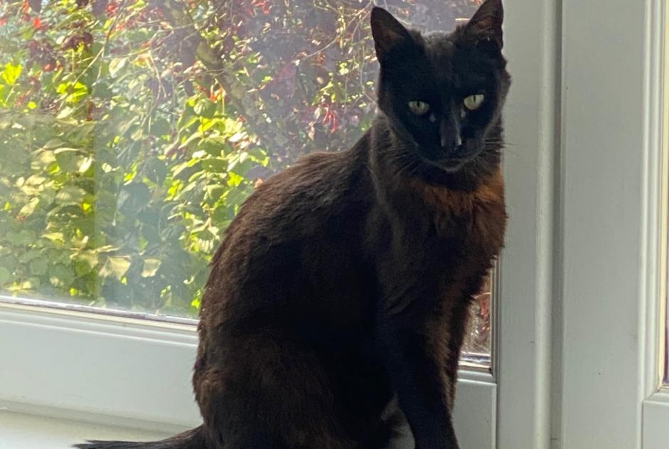 Fundmeldung Katze Unbekannt , 1 Jahr Olivet Frankreich