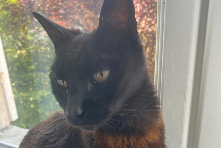 Fundmeldung Katze Unbekannt , 1 Jahr Olivet Frankreich