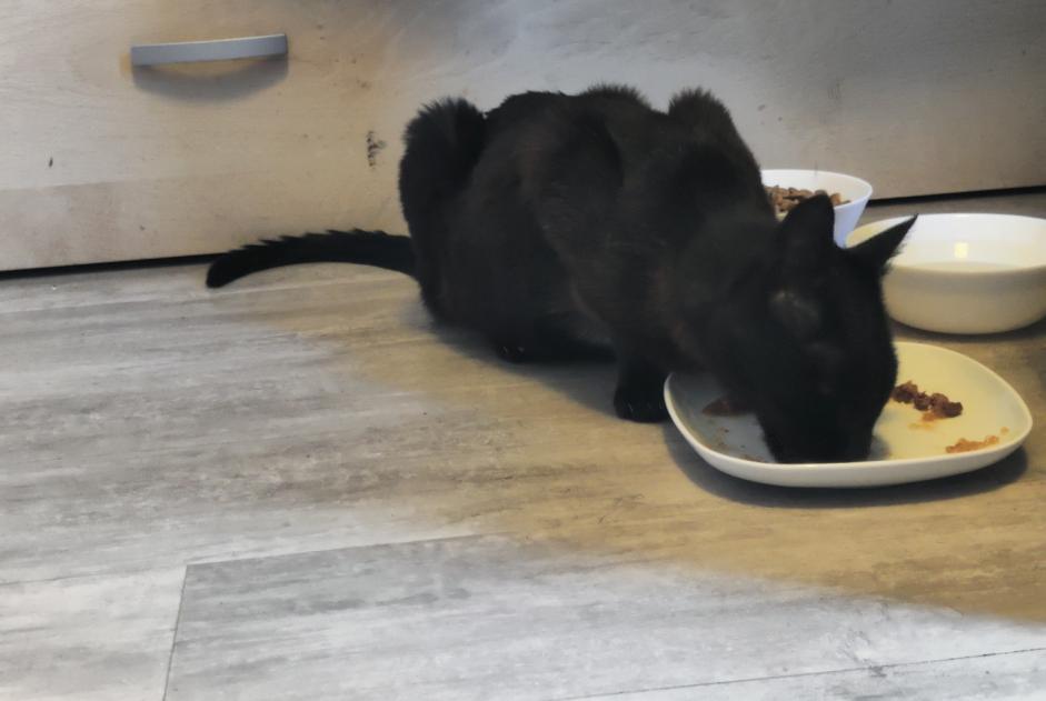 Fundmeldung Katze Unbekannt , 1 Jahr Olivet Frankreich