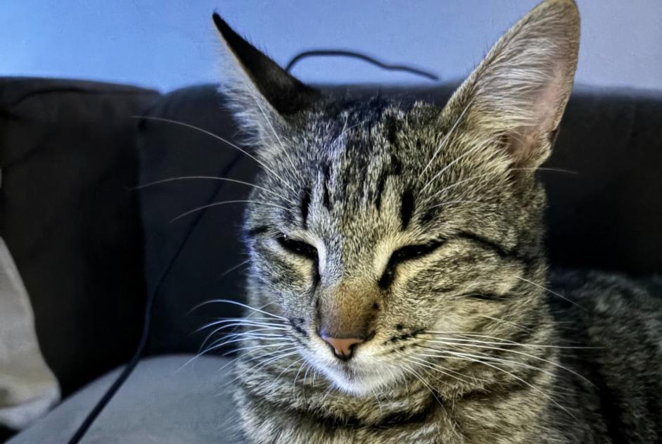 Fundmeldung Katze rassenmischung  Weiblich Porte des Pierres Dorées Frankreich