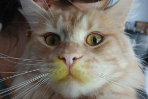Vermisstmeldung Katze  Männliche , 2 jahre Moëlan-sur-Mer Frankreich