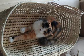 Vermisstmeldung Katze Weiblich , 2 jahre Toulouse Frankreich