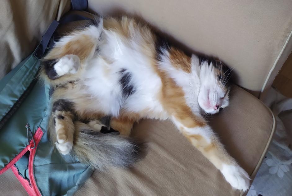 Vermisstmeldung Katze Weiblich , 2 jahre Toulouse Frankreich
