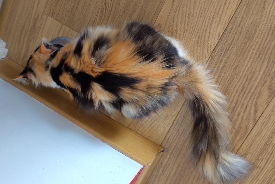 Vermisstmeldung Katze Weiblich , 2 jahre Toulouse Frankreich