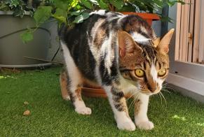 Vermisstmeldung Katze Männliche , 1 jahre Le Perreux-sur-Marne Frankreich