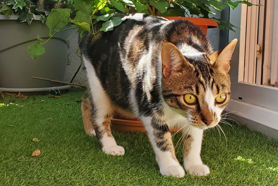 Vermisstmeldung Katze Männliche , 1 jahre Le Perreux-sur-Marne Frankreich