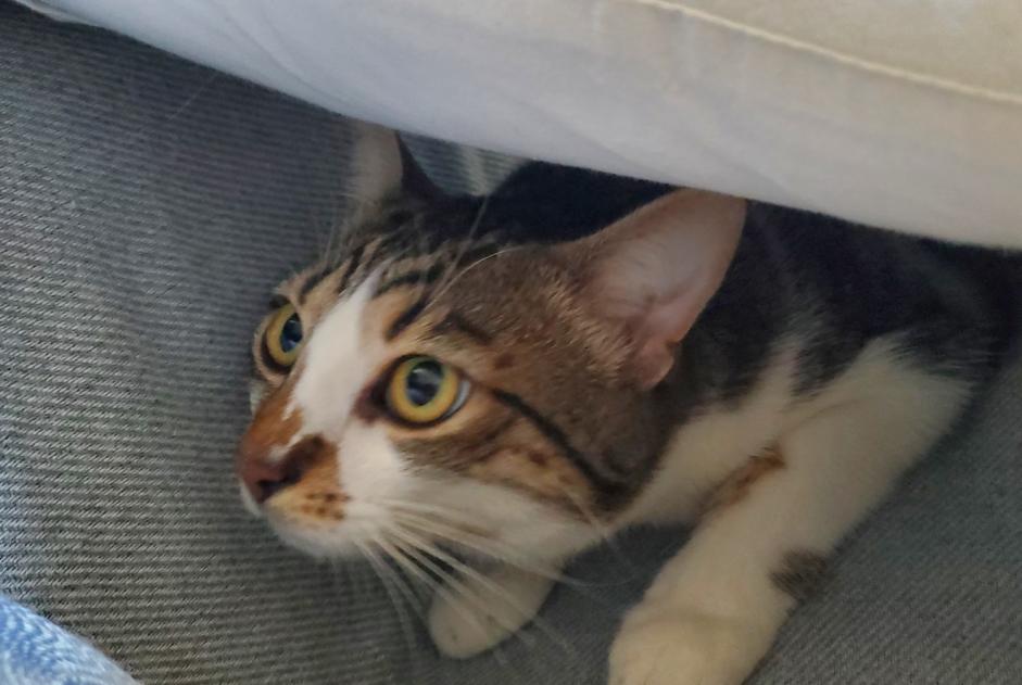 Vermisstmeldung Katze Männliche , 1 jahre Le Perreux-sur-Marne Frankreich