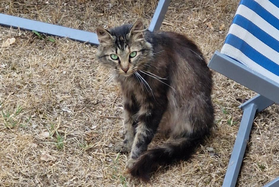 Vermisstmeldung Katze  Weiblich , 3 jahre Essouvert Frankreich
