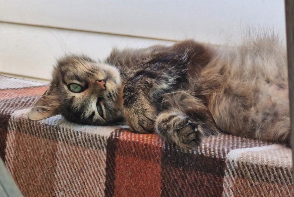 Vermisstmeldung Katze  Weiblich , 3 jahre Essouvert Frankreich