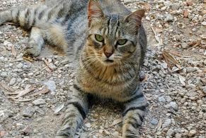 Vermisstmeldung Katze  Weiblich , 2 jahre Marseille Frankreich