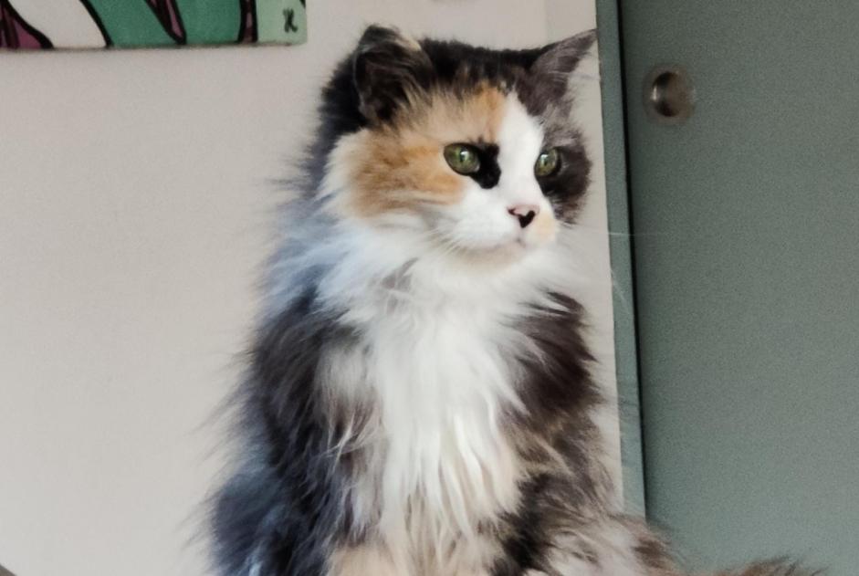 Vermisstmeldung Katze Weiblich , 18 jahre Sainte-Flaive-des-Loups Frankreich