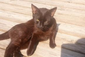 Fundmeldung Katze Männliche , Zwischen 9 und 12 Monaten Ver Frankreich