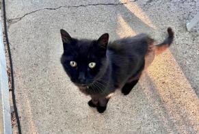 Fundmeldung Katze Männliche , 9 Jahre Damparis Frankreich