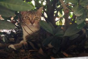 Vermisstmeldung Katze Weiblich , 1 jahre La Riche Frankreich