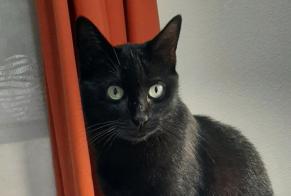 Vermisstmeldung Katze  Weiblich , 5 jahre Cugnaux Frankreich