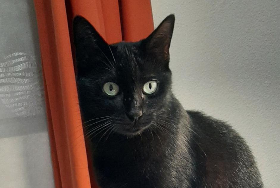 Vermisstmeldung Katze  Weiblich , 5 jahre Cugnaux Frankreich