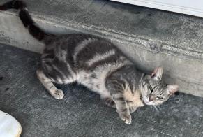 Fundmeldung Katze Weiblich La Madeleine Frankreich