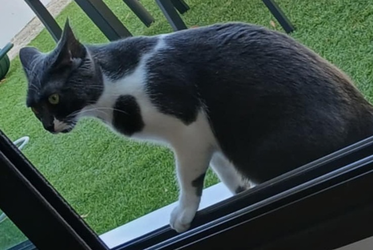 Vermisstmeldung Katze  Weiblich , 1 jahre Maisons-Alfort Frankreich