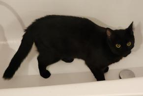 Vermisstmeldung Katze rassenmischung  Männliche , 1 jahre Toulouse Frankreich