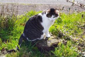 Vermisstmeldung Katze Weiblich , 9 jahre Verneuil-sur-Vienne Frankreich