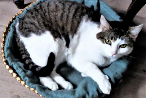 Vermisstmeldung Katze Weiblich , 9 jahre Verneuil-sur-Vienne Frankreich