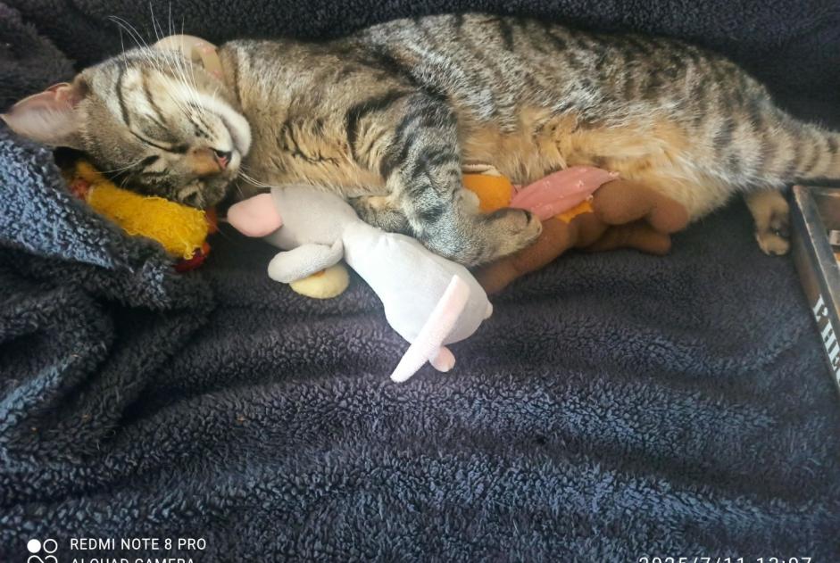 Vermisstmeldung Katze rassenmischung  Männliche , 1 jahre Saint-Junien Frankreich