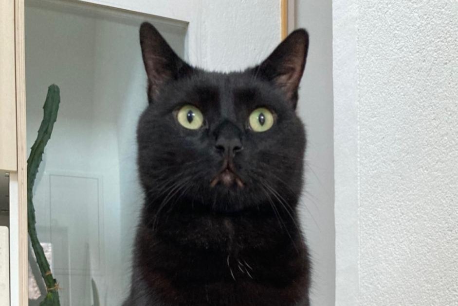 Vermisstmeldung Katze  Männliche , 7 jahre Blois Frankreich