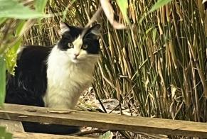 Fundmeldung Katze Unbekannt Carspach Frankreich