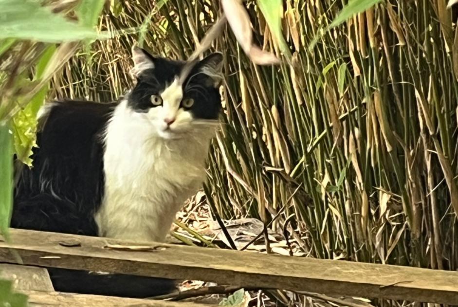 Fundmeldung Katze Unbekannt Carspach Frankreich