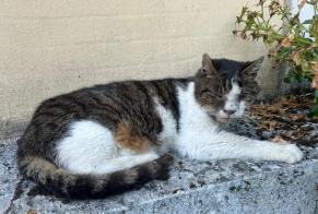 Fundmeldung Katze Unbekannt Hauconcourt Frankreich