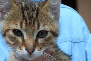 Fundmeldung Katze Unbekannt Longperrier Frankreich