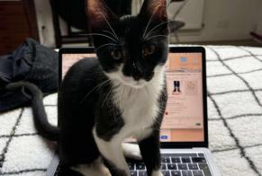 Fundmeldung Katze Männliche Pantin Frankreich
