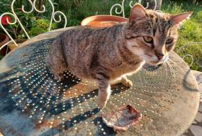Fundmeldung Katze Weiblich Montauban Frankreich