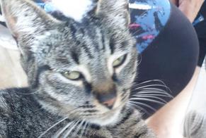 Fundmeldung Katze  Weiblich Vic-des-Prés Frankreich