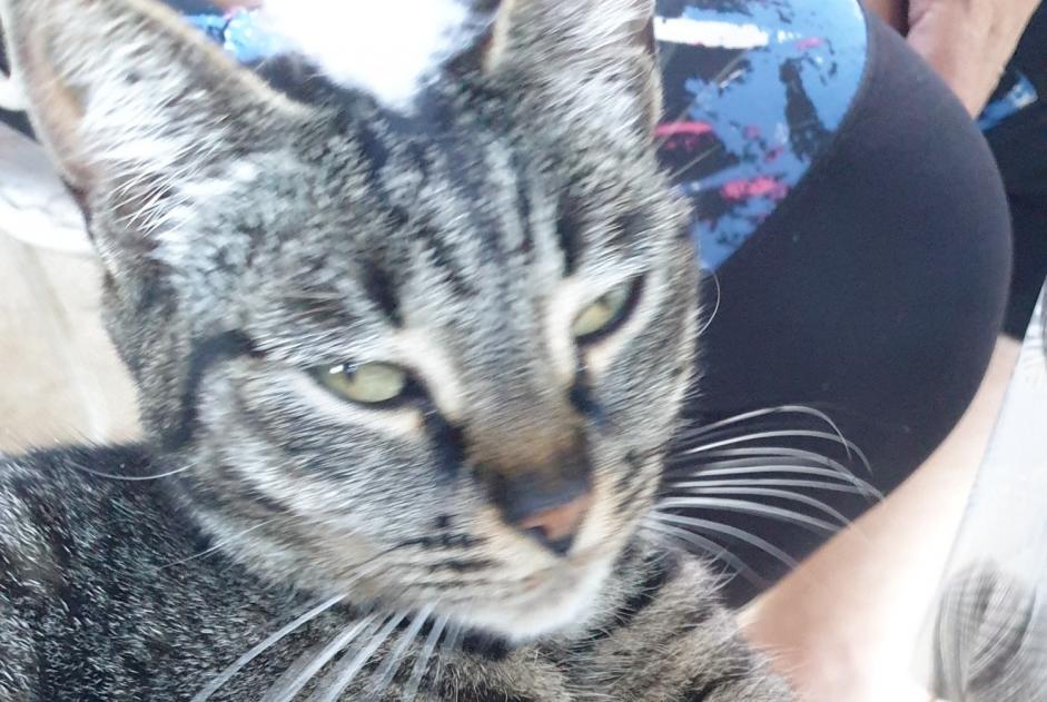 Fundmeldung Katze  Weiblich Vic-des-Prés Frankreich