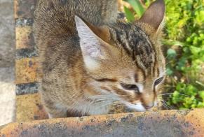 Fundmeldung Katze Männliche Longperrier Frankreich