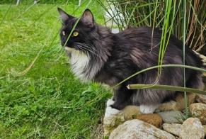 Vermisstmeldung Katze  Weiblich , 2 jahre Andilly Frankreich