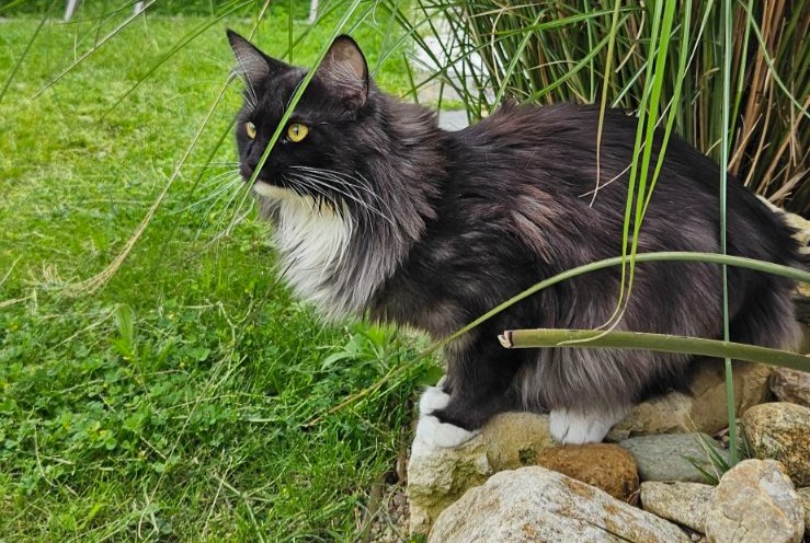 Vermisstmeldung Katze  Weiblich , 2 jahre Andilly Frankreich