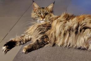Vermisstmeldung Katze  Weiblich , 3 jahre Neuville-en-Ferrain Frankreich