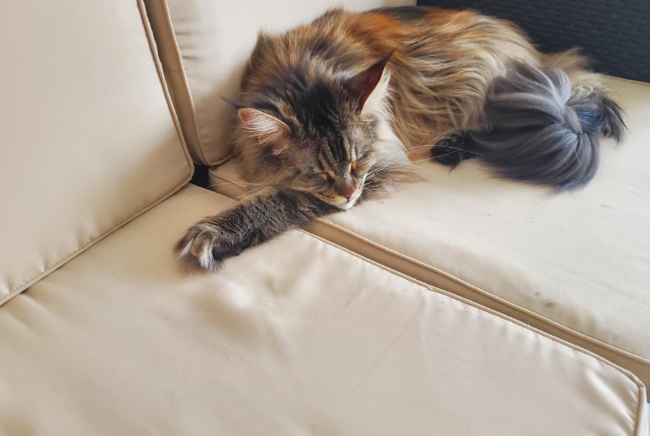 Vermisstmeldung Katze  Weiblich , 3 jahre Neuville-en-Ferrain Frankreich
